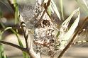 Phryganoporus_canididus_D5266_Z_85_Muttaburra_Australie