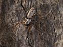 Phryganoporus_nigrinus_D3352_Z_81_Widgiemooltha_Australie
