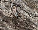 Phryganoporus_nigrinus_D3354_Z_80_Widgiemooltha_Australie