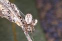 Phryganoporus_nigrinus_D3366_Z_78_Widgiemooltha_Australie