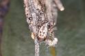 Phryganoporus_nigrinus_D3369_Z_88_Widgiemooltha_Australie