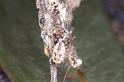 Phryganoporus_nigrinus_D3370_Z_88_Widgiemooltha_Australie
