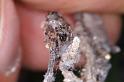 Phryganoporus_nigrinus_D3371_Z_88_Widgiemooltha_Australie