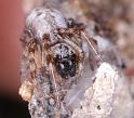 Phryganoporus_nigrinus_D3372_Z_89_Widgiemooltha_Australie