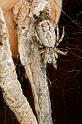 Phryganoporus_nigrinus_D5782_Z_88_Perth_Australie