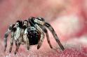 Phryganoporus_nigrinus_D5784_Z_86_Perth_Australie