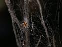 ZZ_ZZ301_D3343_Z_78_Widgiemooltha_Australie