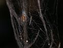 ZZ_ZZ301_D3344_Z_78_Widgiemooltha_Australie