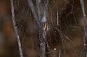 ZZ_ZZ301_D3346_Z_78_Widgiemooltha_Australie