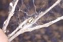 ZZ_ZZ301_D3378_Z_88_Widgiemooltha_Australie