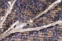 ZZ_ZZ303_D3379_Z_82_Widgiemooltha_Australie