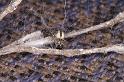 ZZ_ZZ303_D3380_Z_85_Widgiemooltha_Australie
