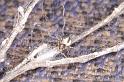 ZZ_ZZ303_D3381_Z_80_Widgiemooltha_Australie