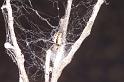 ZZ_ZZ303_D3385_Z_75_Widgiemooltha_Australie