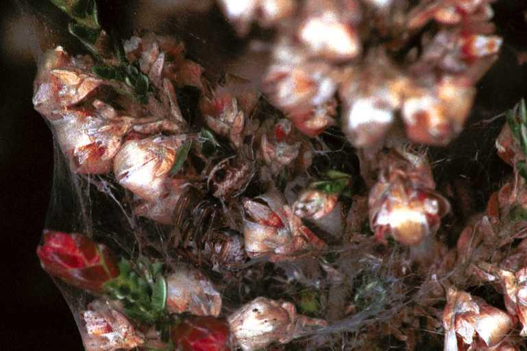 Dictyna_arudinacea_F0904_Z_88_Ede_Nederland.jpg