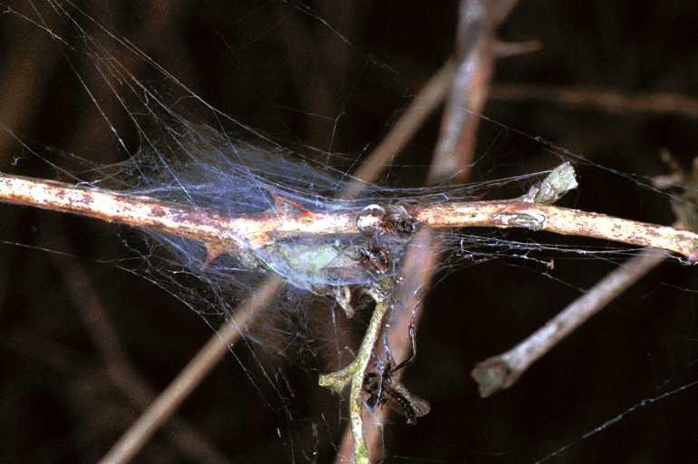 Dictyna_arudinacea_F0922_Z_88_Ede_Nederland.jpg