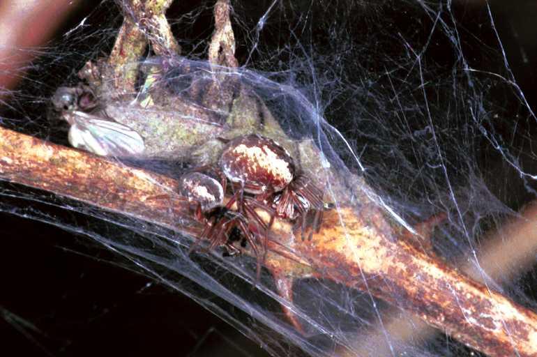 Dictyna_arudinacea_F0925_Z_80_Ede_Nederland.jpg