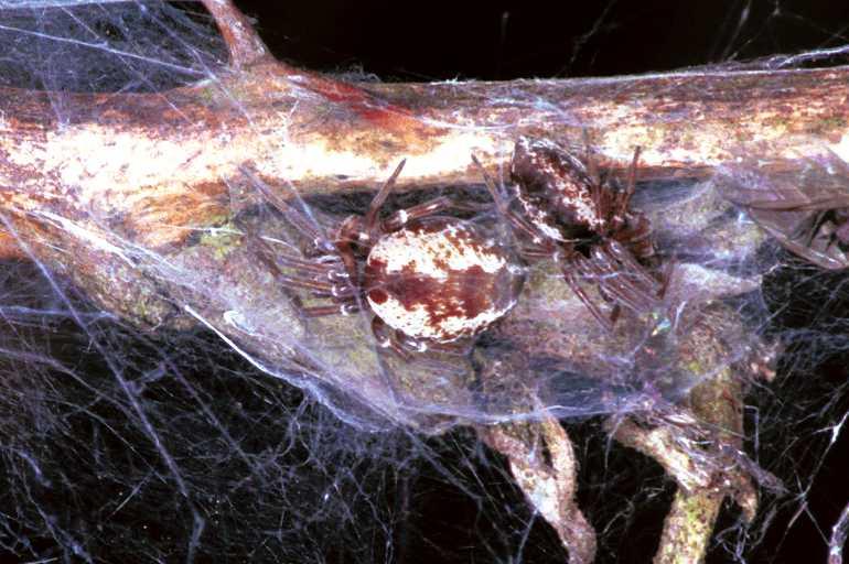 Dictyna_arudinacea_F0926_Z_80_Ede_Nederland.jpg