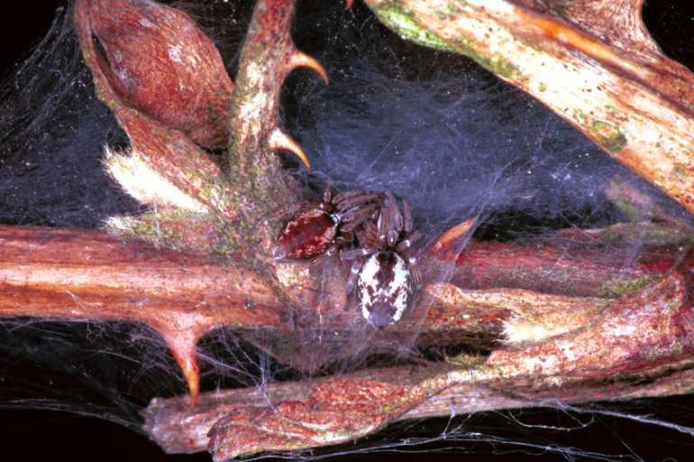 Dictyna_arudinacea_F0928_Z_80_Ede_Nederland.jpg