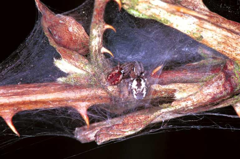Dictyna_arudinacea_F0929_Z_80_Ede_Nederland.jpg
