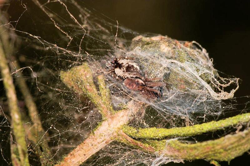 Dictyna_uncinata_D5759_Z_88_Prattenburg_Nederland.jpg
