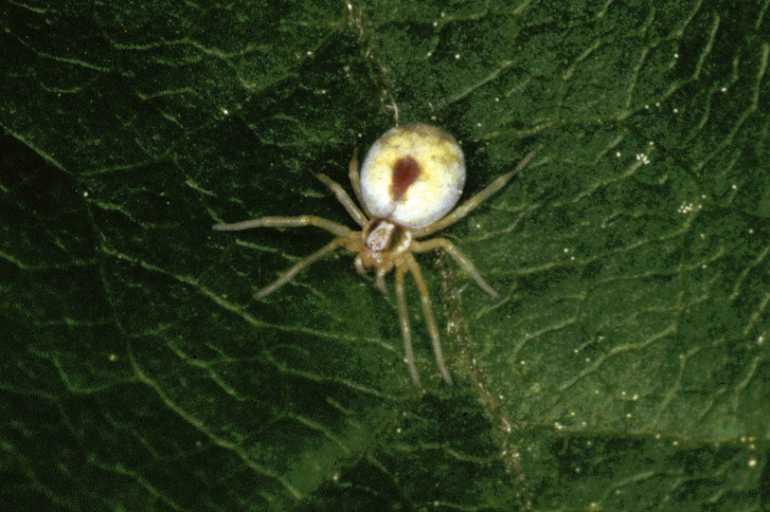 Nigma_puella_P0713_Z_78_Soube_Frankrijk.jpg