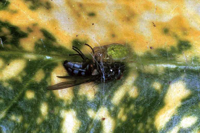 Nigma_walckenaeri_F0245_Z_85_Ooij_Nederland.jpg