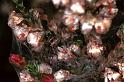 Dictyna_arudinacea_F0904_Z_88_Ede_Nederland