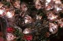 Dictyna_arudinacea_F0905_Z_88_Ede_Nederland