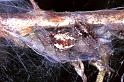 Dictyna_arudinacea_F0926_Z_80_Ede_Nederland