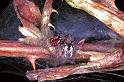 Dictyna_arudinacea_F0928_Z_80_Ede_Nederland