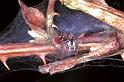 Dictyna_arudinacea_F0929_Z_80_Ede_Nederland