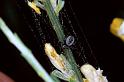 Dictyna_latens_P0701_Z_90_-_Frankrijk