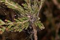 Dictyna_uncinata_D5751_Z_84_Prattenburg_Nederland