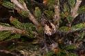 Dictyna_uncinata_D5752_Z_87_Prattenburg_Nederland