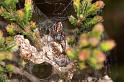 Dictyna_uncinata_D5753_Z_88_Prattenburg_Nederland