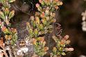 Dictyna_uncinata_D5754_Z_87_Prattenburg_Nederland