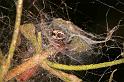 Dictyna_uncinata_D5758_Z_88_Prattenburg_Nederland