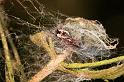 Dictyna_uncinata_D5759_Z_88_Prattenburg_Nederland