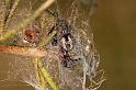 Dictyna_uncinata_D5760_Z_87_Prattenburg_Nederland