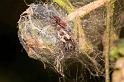 Dictyna_uncinata_D5761_Z_88_Prattenburg_Nederland