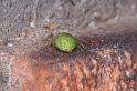 Nigma_walckenaeri_D3154_Z_90_Badhoevedorp_Nederland