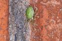 Nigma_walckenaeri_D3155_Z_87_Badhoevedorp_Nederland