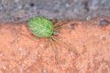 Nigma_walckenaeri_D3157_Z_87_Badhoevedorp_Nederland