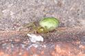 Nigma_walckenaeri_D3158_Z_88_Badhoevedorp_Nederland
