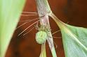 Nigma_walckenaeri_D3160_Z_88_Badhoevedorp_Nederland