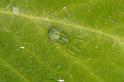 Nigma_walckenaeri_D5835_Z_89_Badhoevedorp_Nederland
