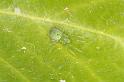 Nigma_walckenaeri_D5836_Z_88_Badhoevedorp_Nederland