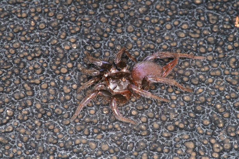 Cethegus_ischnotheloides_D3499_Z_92_Leinster_Australie.jpg