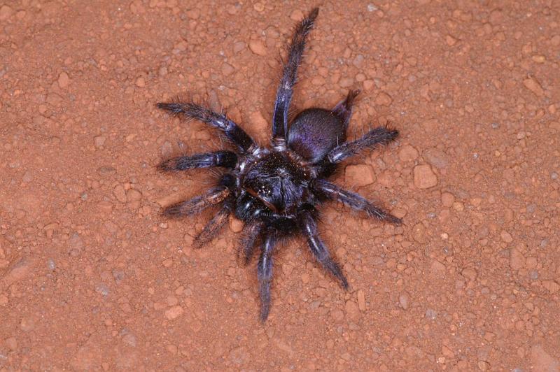 Cethegus_ischnotheloides_D3500_Z_92_Leinster_Australie.jpg